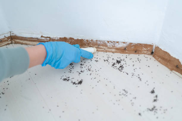 Wasp Removal Services in Siler City, NC